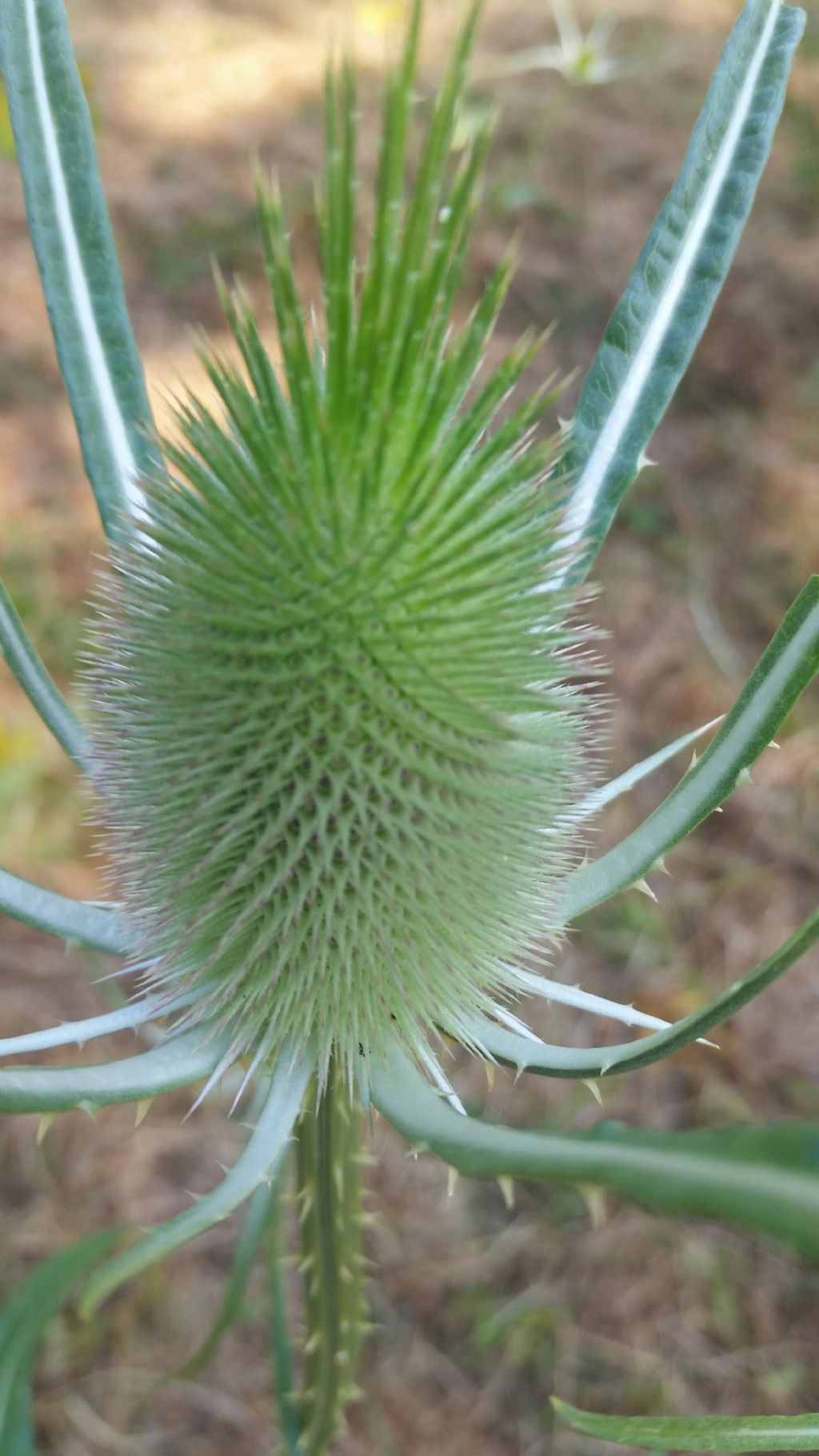 Dipsacus fullonum L. (Asteraceae)